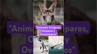 Vivíparos Ovíparos y Ovovivíparos [upl. by Bisset201]