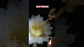 🔥DRAGON FRUIT FLOWER MANUAL POLLINATION 🌵 shortvideo [upl. by Akfir220]