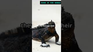 Marine Iguana The Swimming Reptile [upl. by Blunk]