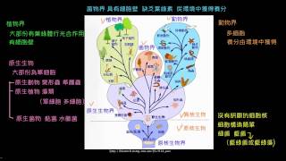 生物的五界分類系統 [upl. by Fife]