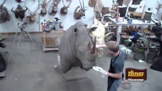 Taxidermy Time Lapse  Rhino [upl. by Carlota357]