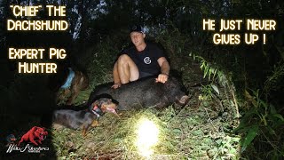 Hunting Feral Pigs with Dogs quotChiefquot the Pig Hunting Super Star [upl. by Gagliano]