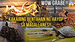 KOI VILLAGE PET MALL SA MAGALLANES VILLAGE MAKATI SOBRANG DAMING TINDA AT KAKAIBA vlog [upl. by Atinoj]