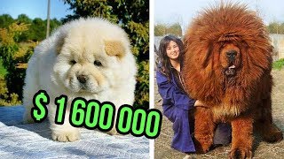 THE Most EXPENSIVE DOG BREEDS In The World [upl. by Auhsohey853]