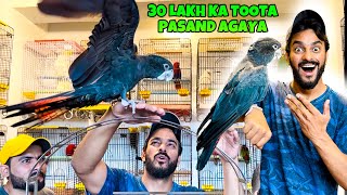 Alhamdulillah 30 Lakh Ka Parrot Pasand agaya 😍 PHADDA HOGAYA  MISHKAT KHAN [upl. by Lehacim]