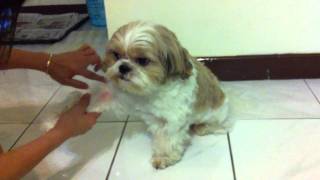 Shih Tzu Allergy Stage 1 [upl. by Arema]