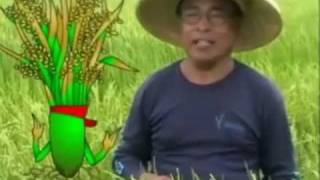 Proper Nutrition for Rice Crops [upl. by Wadsworth]