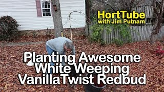 Planting Amazing White Weeping Vanilla Twist Redbud Tree  Cercis canadensis [upl. by Monetta375]