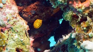 Adorable Tiny Boxfish Spotted Underwater [upl. by Lerud]