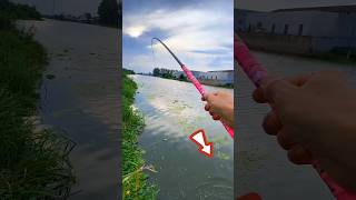 Fishing With Red Corn 🌽 Bait। Yummy Big Fish Hunting By Rod amp Reel fishing shorts [upl. by Ettedualc]