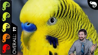 Budgie Parakeet The Best Pet Reptile [upl. by Cyrille]