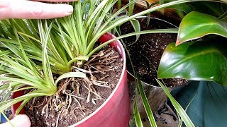 Propagating Spider plant Purple passion and Arrowhead [upl. by Osnola]