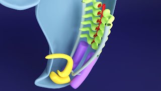 3D Kidney Embryology Part 1 Intermediate Mesoderm  Urogenital Ridge  Nephrogenic Cord [upl. by Jaban]