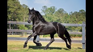 Fiona LRF  2017 Friesian Filly by approved stallion Bene 476  SOLD [upl. by Burn]