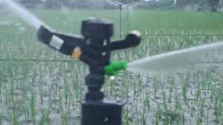 Mini sprinkler system  Mini sprinkler ki fitting  Micro Irrigation system  Dhan ki kheti  Paddy [upl. by Iclehc]