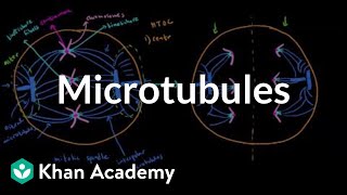 Microtubules  Cells  MCAT  Khan Academy [upl. by Etheline976]