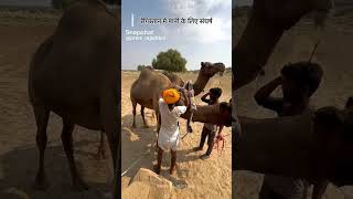 Rajasthan desert 🏝️ Rain water harvesting rajasthani shorts [upl. by Ancell829]