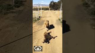 Lion is king 👑🦁 lion animals wildlife horse leopard liontiger tigerlion wildcats viralvideo [upl. by Atenek]