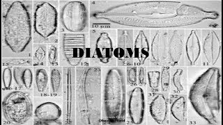 Diatoms [upl. by Gaylor609]