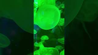 Green Jellyfish  STINGER FYNN REAL LIFE [upl. by Altheta]