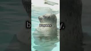 Blubber Why Some Animals Have It 🤯 animals love nature [upl. by Unity]