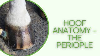 Horse hoof anatomy  the periople [upl. by Anirda]