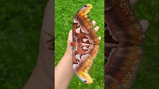 Giant Atlas Moth [upl. by Ilke817]