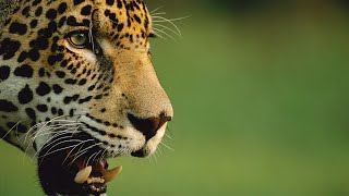 La vida de los leopardos a la orilla del río  Ríos de África [upl. by Eylhsa440]