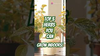 quotTop 5 herbs You Can Easily Grow Indoors quot kitchengarden plantcare indoorplants [upl. by Benkley]