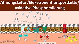 Atmungskette  Oxidative Phosphorylierung  Chemiosmose  Zellatmung 56  Biologie Oberstufe [upl. by Poppo320]