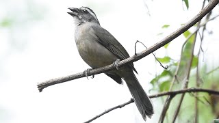 Trinca ferro liso cantando muito na natureza esse é anilhado provável soltura e está com fêmea [upl. by Ajuna]