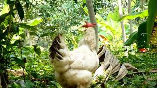 Hen making sound after laying egg [upl. by Assirec429]