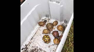 Moving sub adult Box Turtles to a new pen [upl. by Griffis]