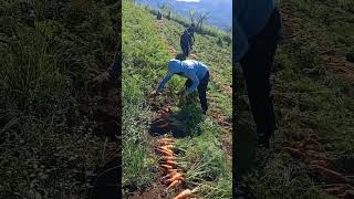 Harvesting carrots nature fruit garden garden gardening plants [upl. by Ahsinek]