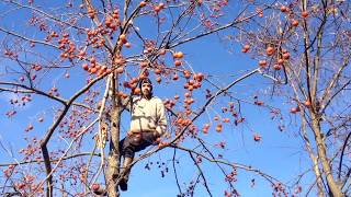 American Persimmon  Harvesting one of the best fruits ever [upl. by Claiborn]