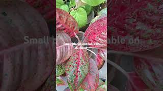 Aglaonema Red Stardust aglaonema red houseplant [upl. by Airpal]