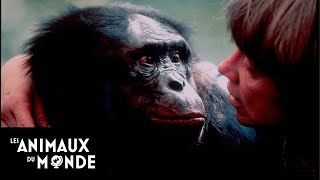 Le bonobo  champions de la nature [upl. by Anabella]