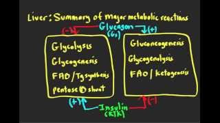 Schneid Guide to Ketogenesis and Ketolysis [upl. by Randie]