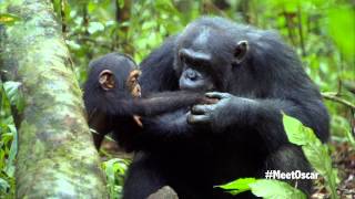 Chimpanzee  Oscars Chimp Diaries Part 3  HD [upl. by Paucker]