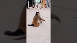 Funny monkey🐒 bandar tamasha😝 Sidhu musa making food monkey funny bandar monkeyshorts [upl. by Ylram]