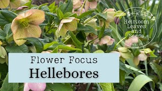 25 Flower Focus Hellebores All About Hellebore Plants Heirloom Leaves and Seeds How to gardening [upl. by Trauts]