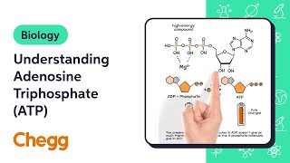 Understanding Adenosine Triphosphate ATP  Biology [upl. by Holmes]