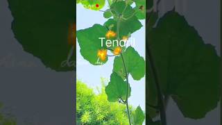 Tendrils Control and coordination shortsvideo shorts [upl. by Calendre]