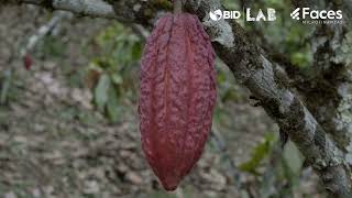 Fertilización y abonamiento de plantas de cacao [upl. by Norehc938]