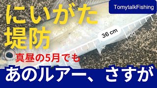 うねり残る激濁りの真っ昼間 まさかの魚に出会えました [upl. by Eical307]