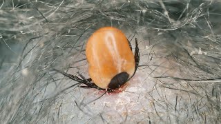 How to Remove TICKS from Cats [upl. by Bryana]