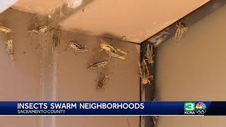 Sacramento County residents deal with grasshopper and insect infestations [upl. by Annaiek]