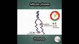 DNA SYNTHESIS  INTERPHASE  MITOSIS  mitosis cellbiology medicine [upl. by Eidderf]