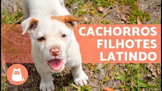 Os melhores LATIDOS de CACHORROS FILHOTES 🐶 🔊 Fofos demais [upl. by Xuaegram]