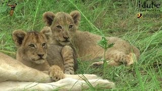 LIONS Following The Pride 3 Cub Interactions [upl. by Nnylsoj]